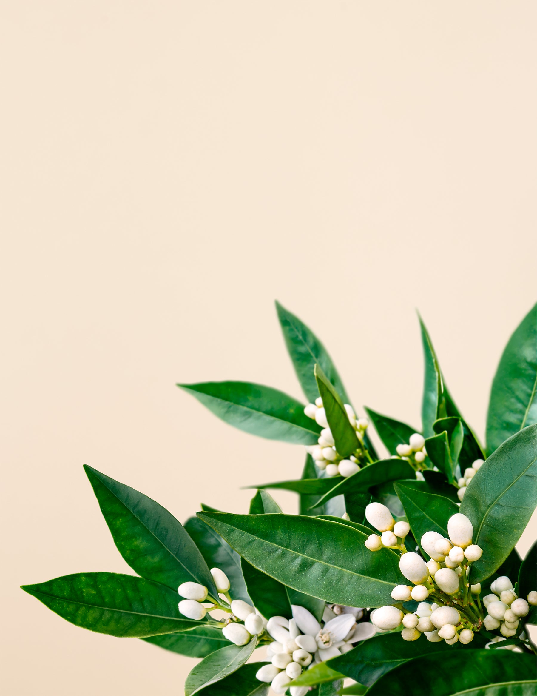 Bitter Orange Leaf Oil Zelens