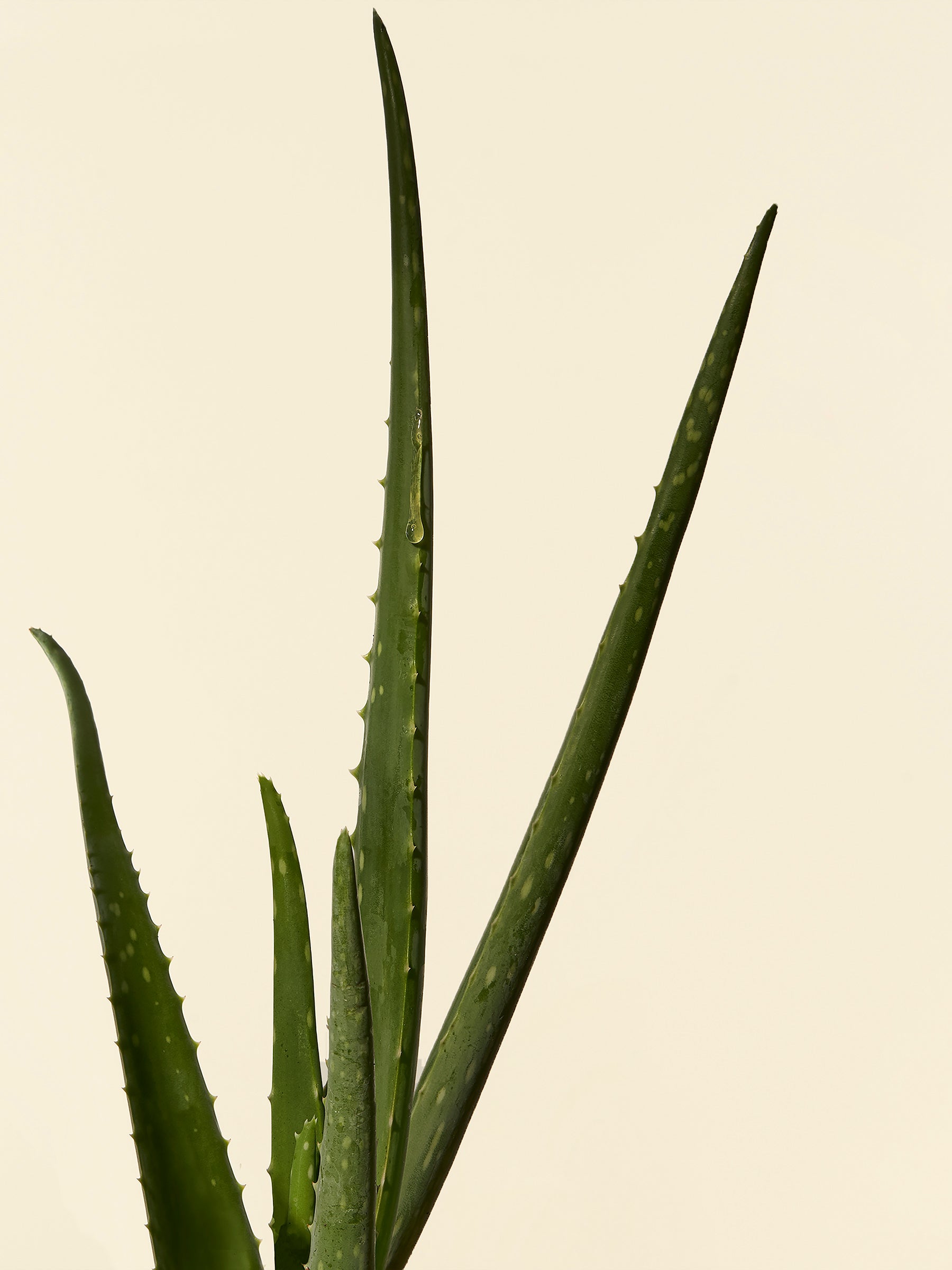 Aloe