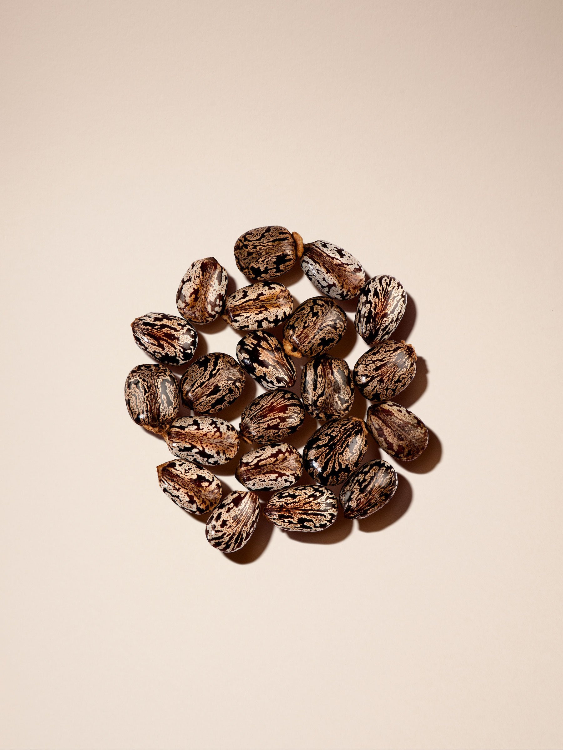 CASTOR SEED OIL