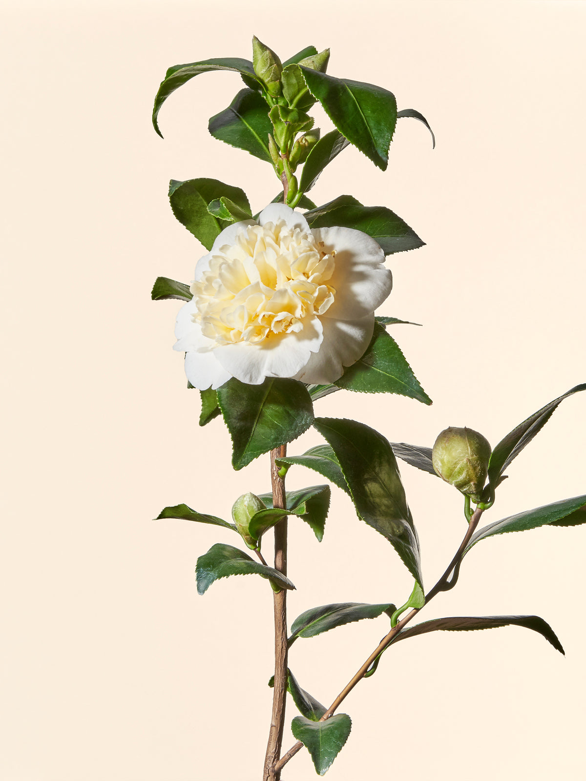Calmaila Camellia