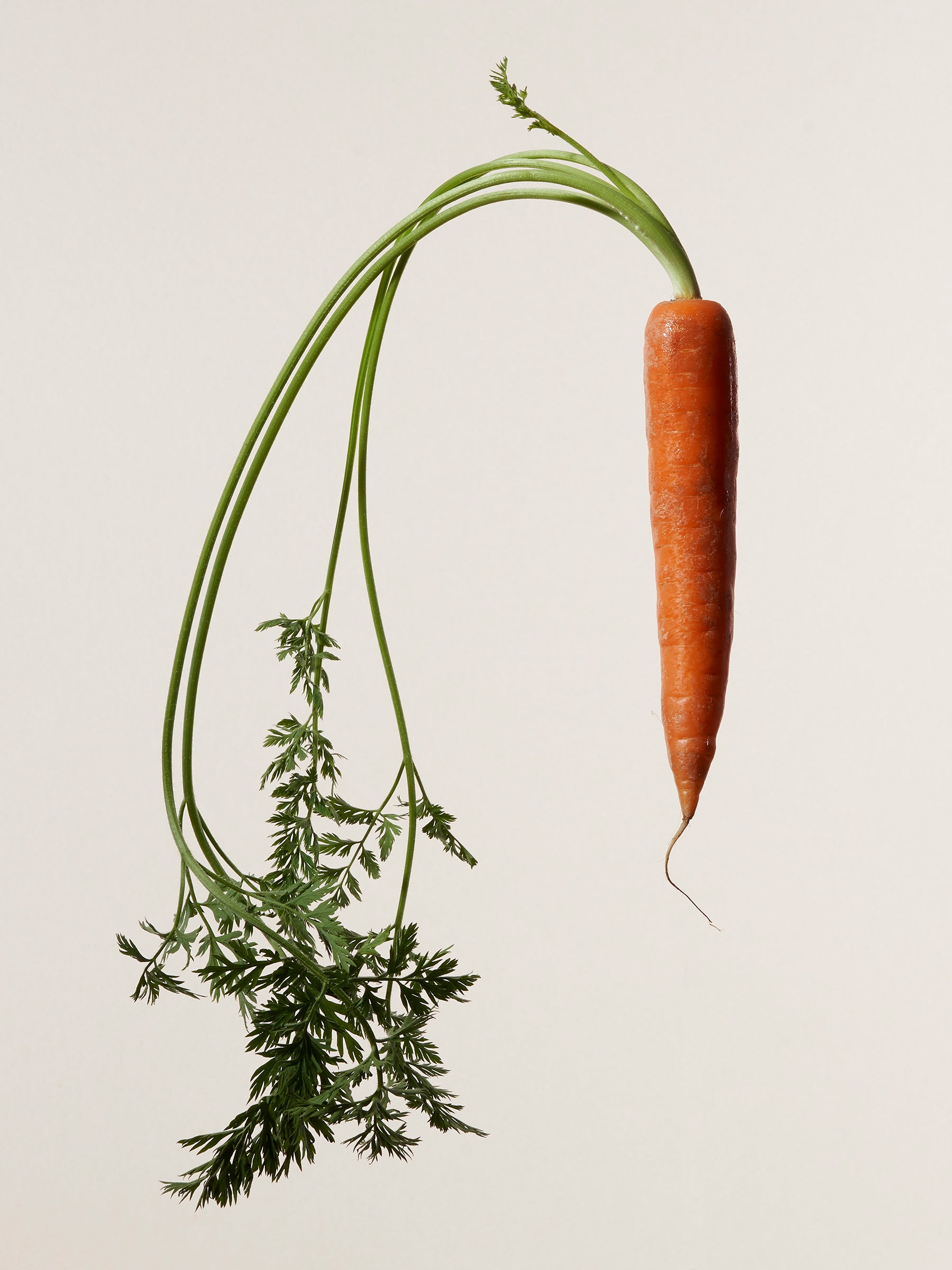 Carrot