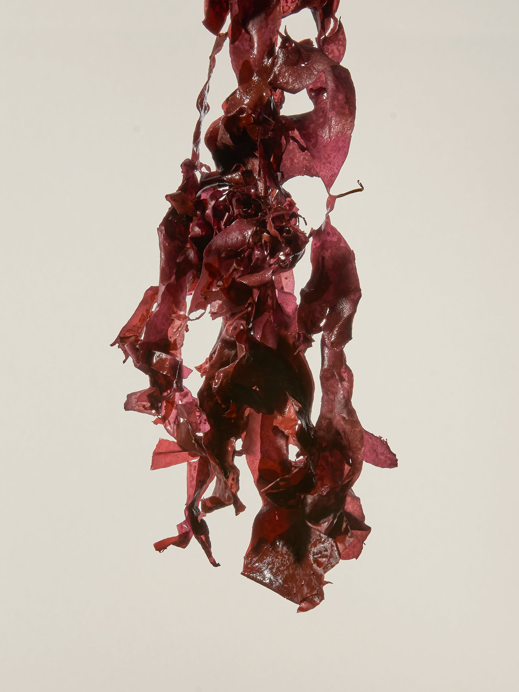 Dulse