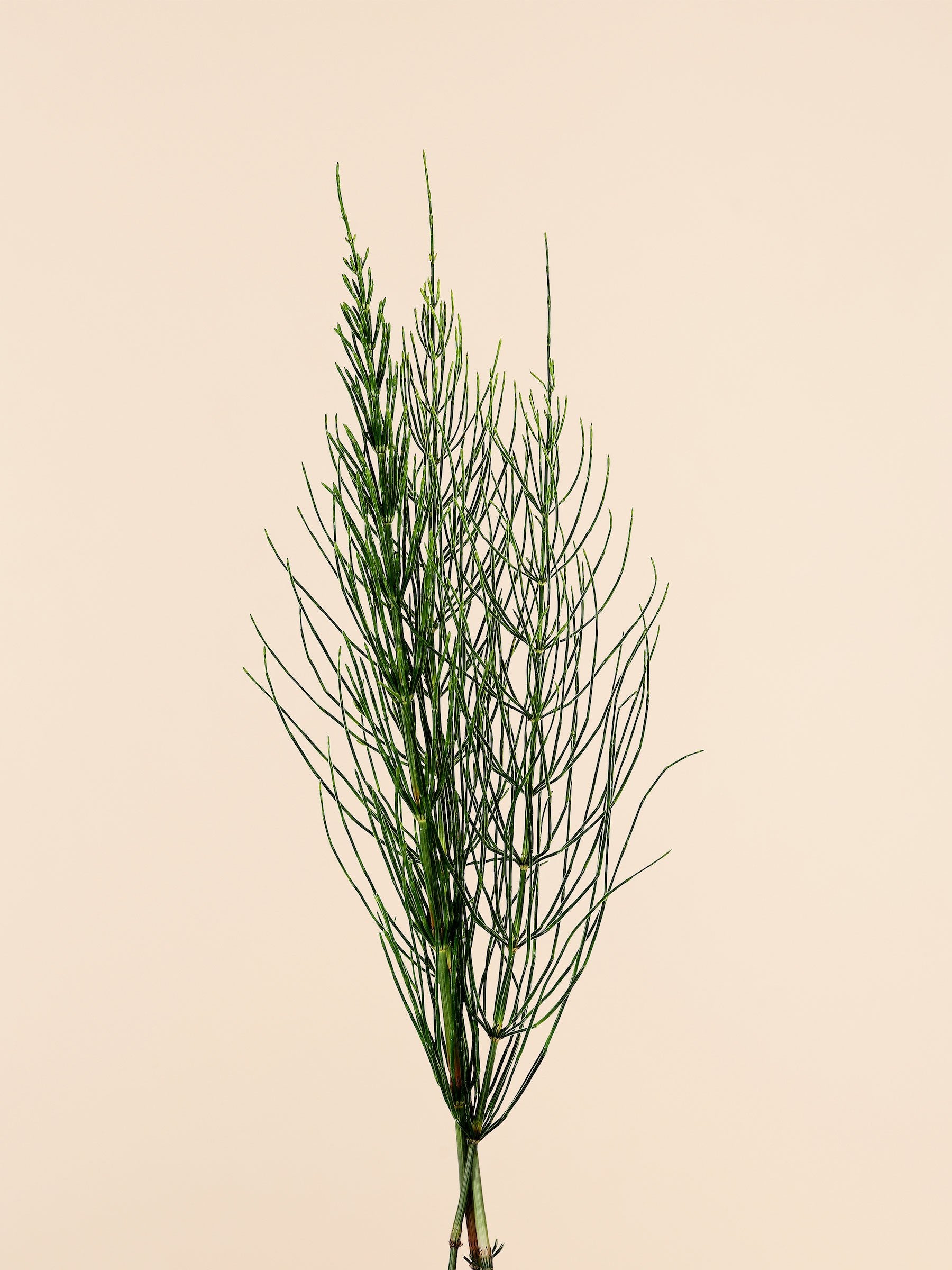 Field Horsetail