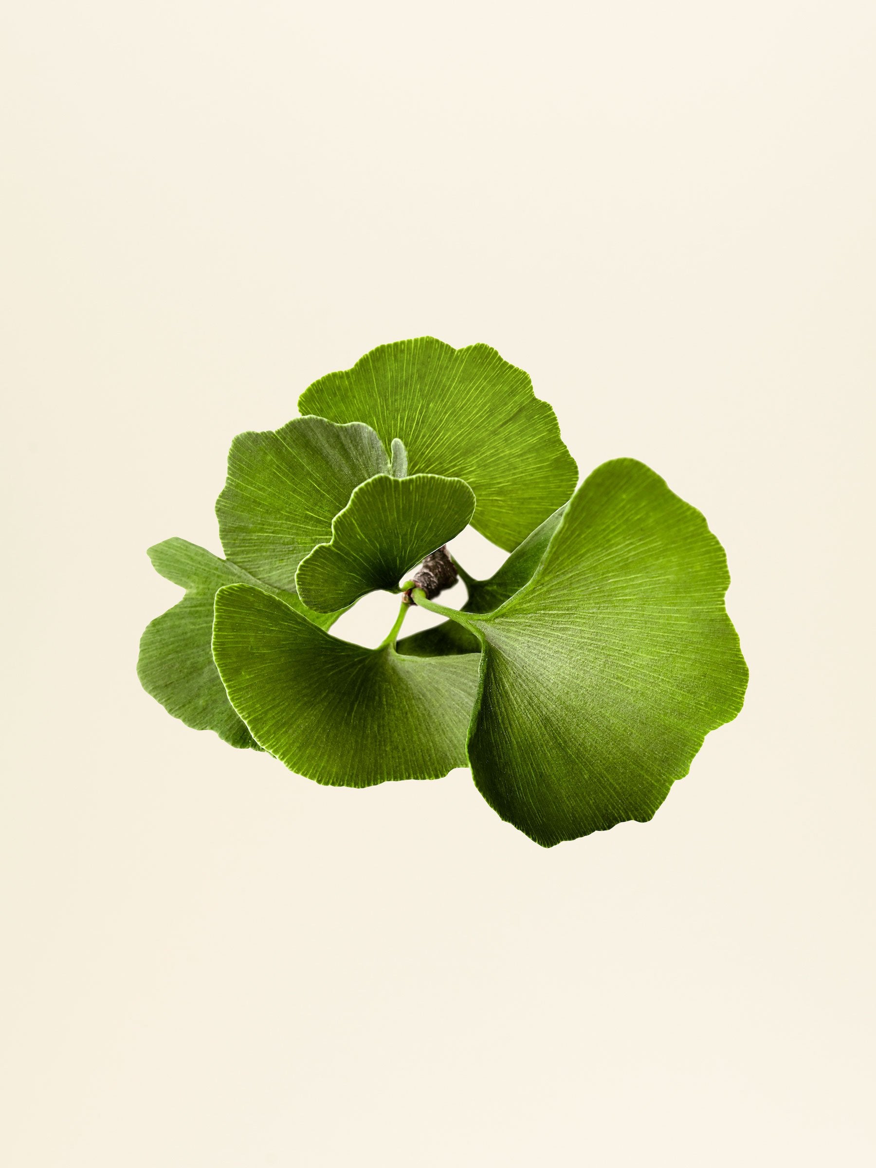 Ginkgo Biloba