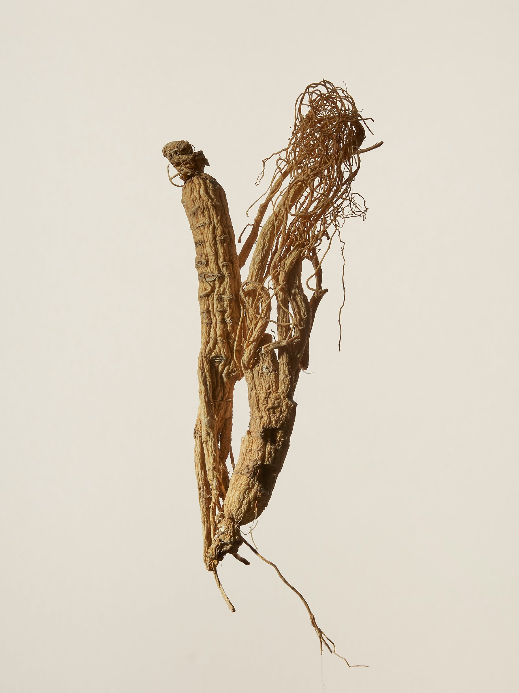 Ginseng