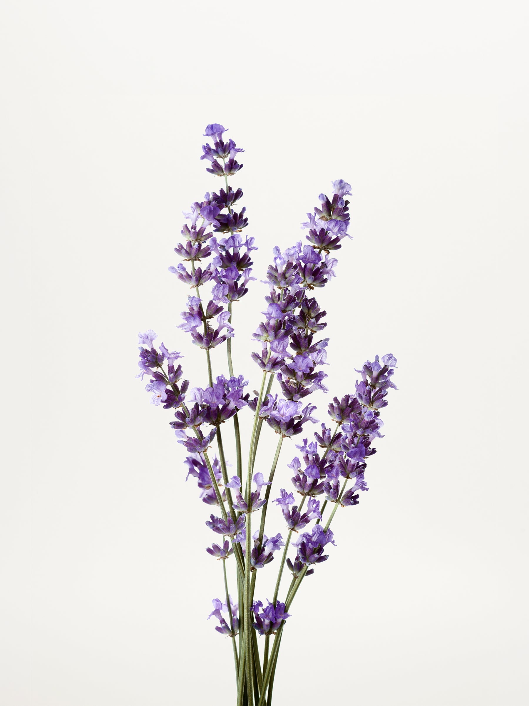 Lavender Oil