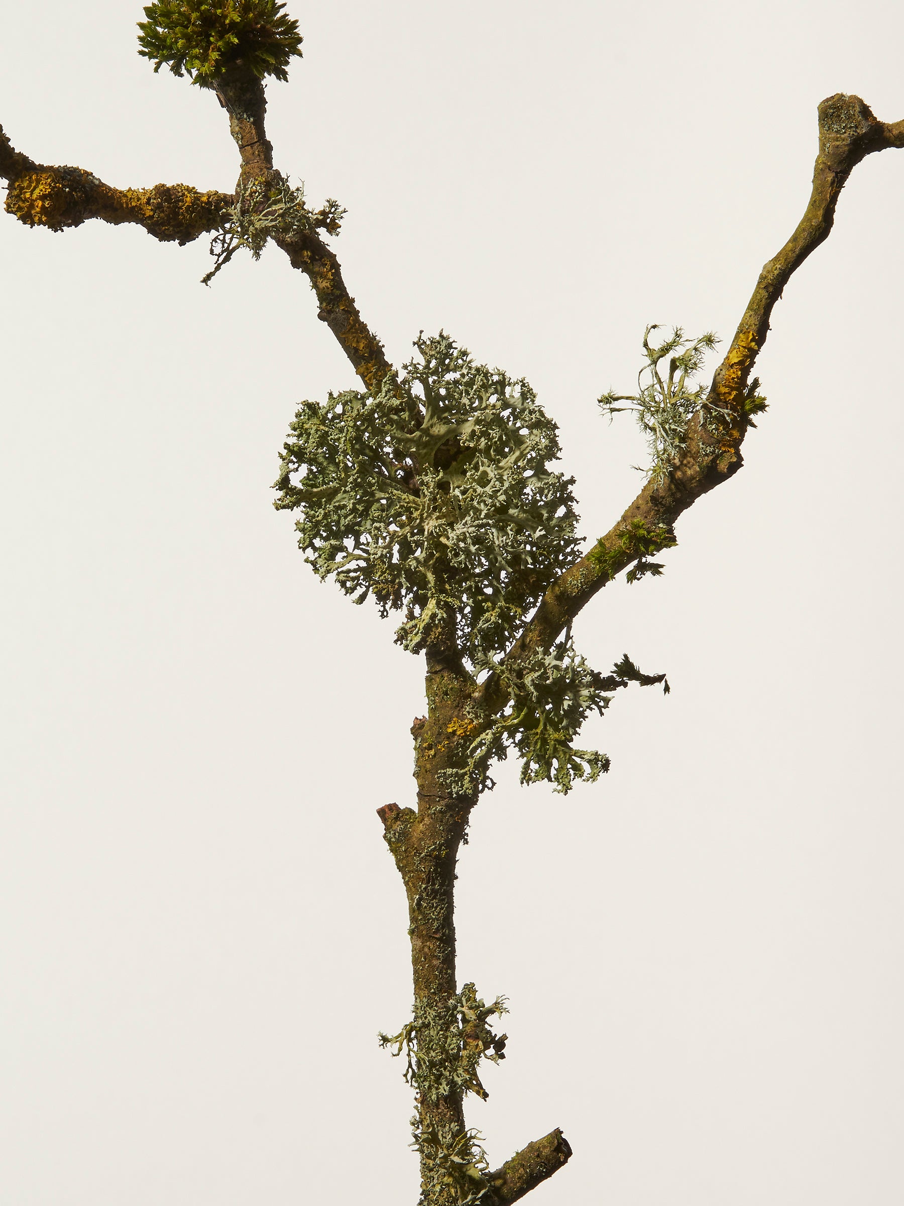 Lichen