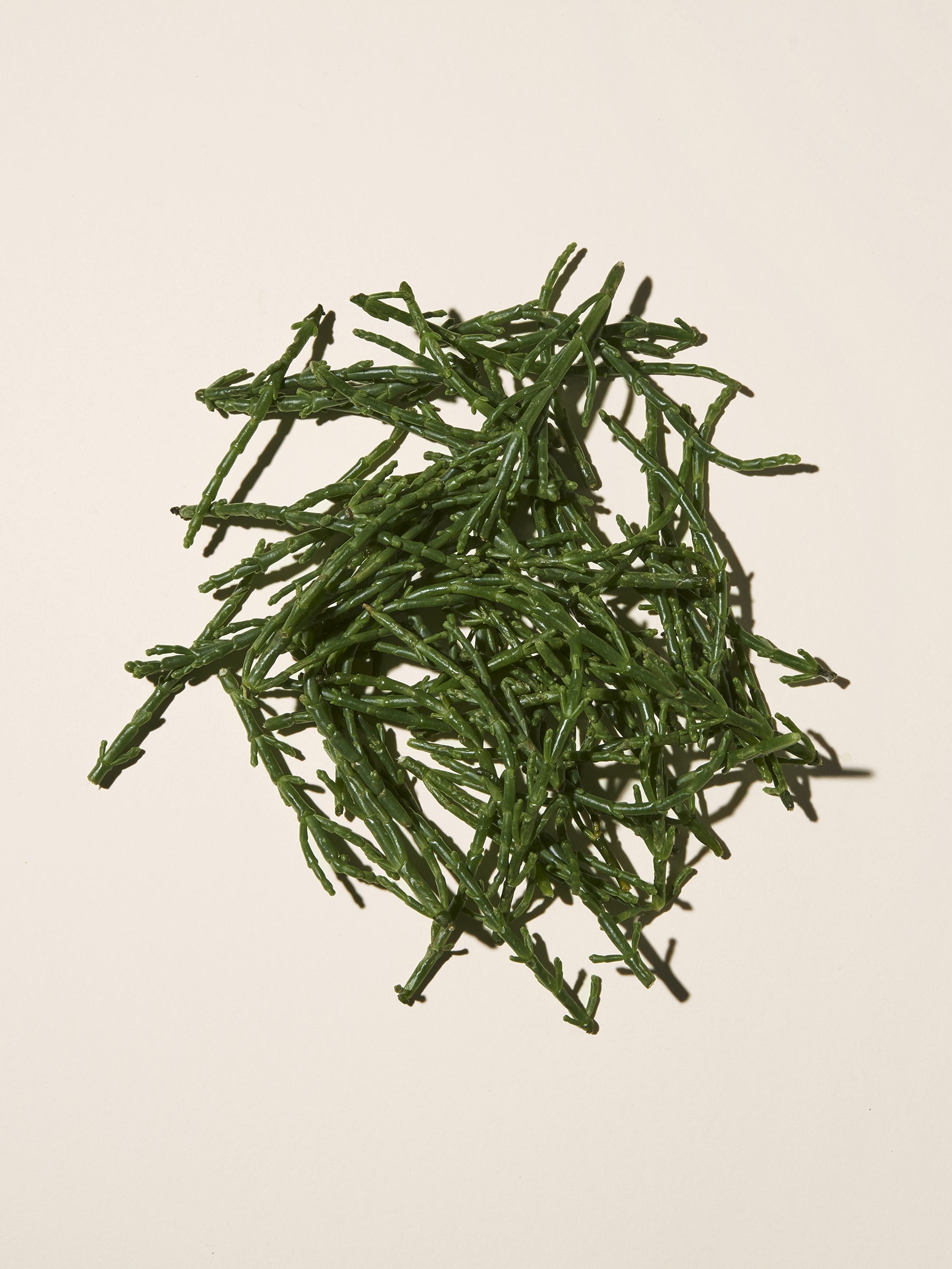 Sea Fennel