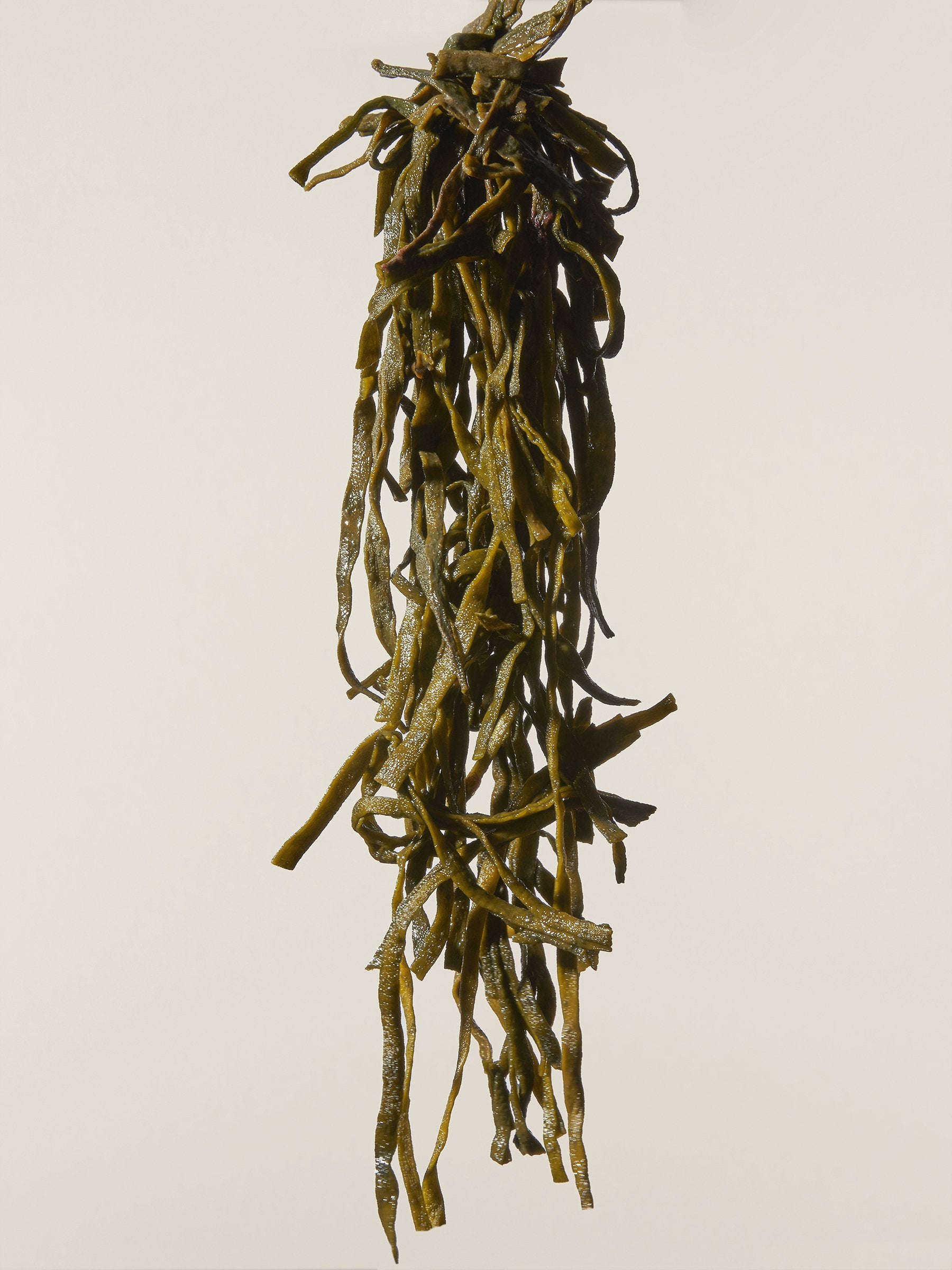 SEA SPAGHETTI