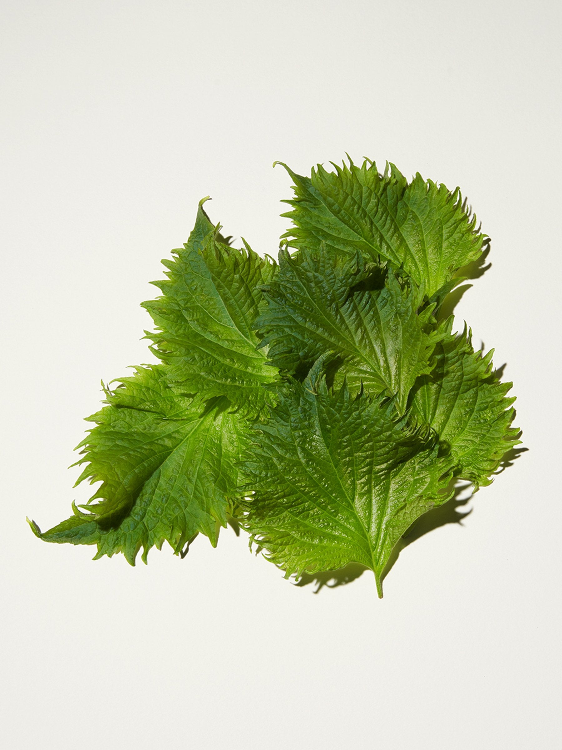 Shiso