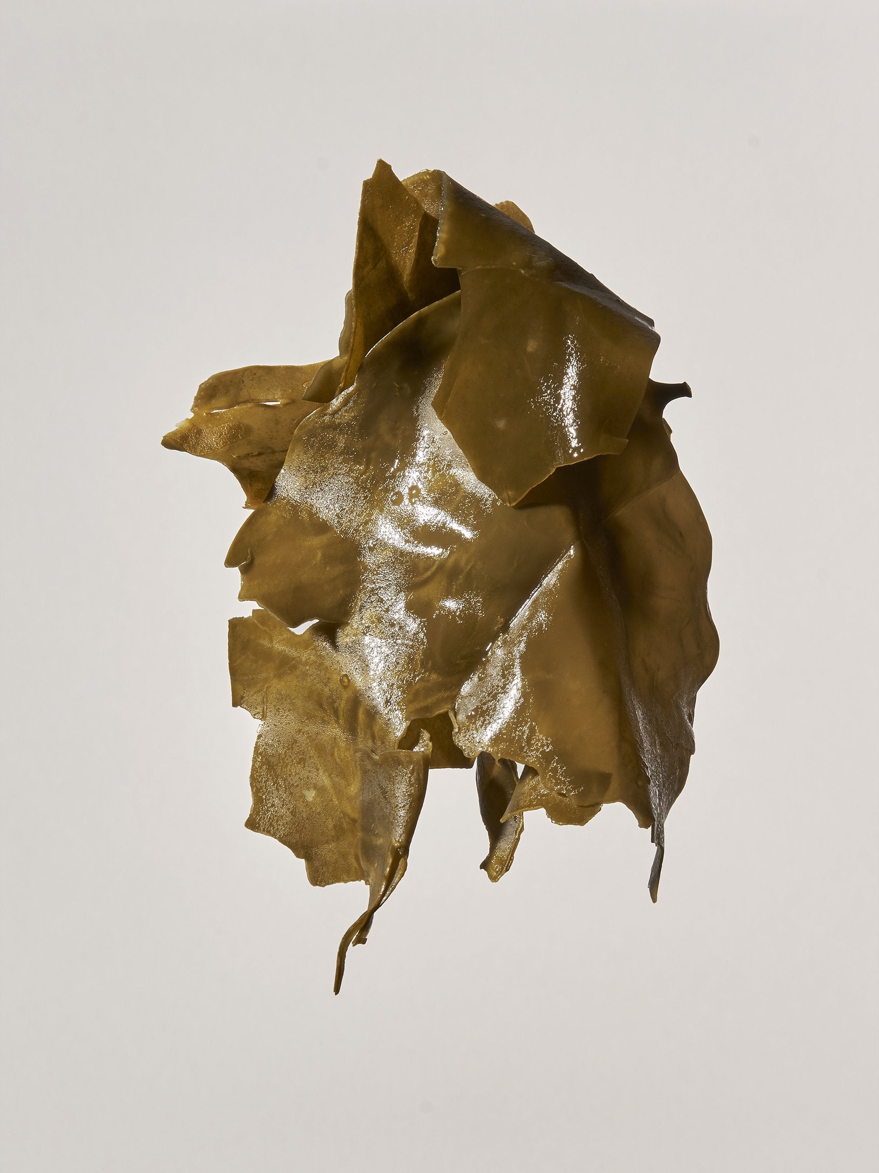 Oarweed
