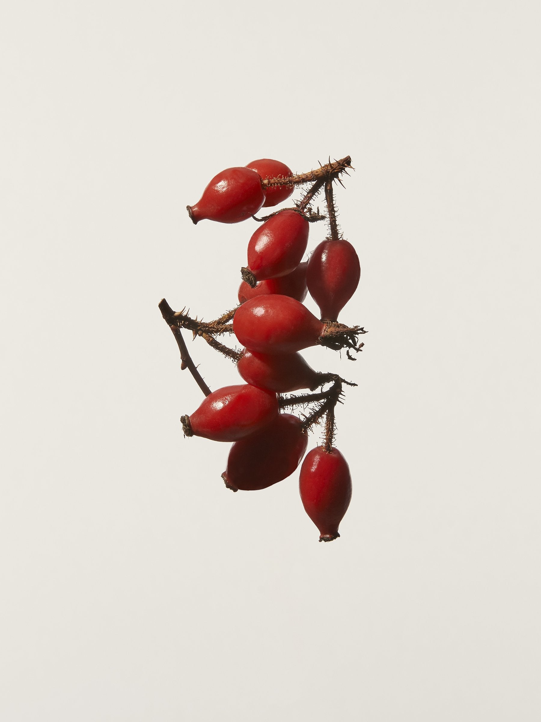 Rosehip