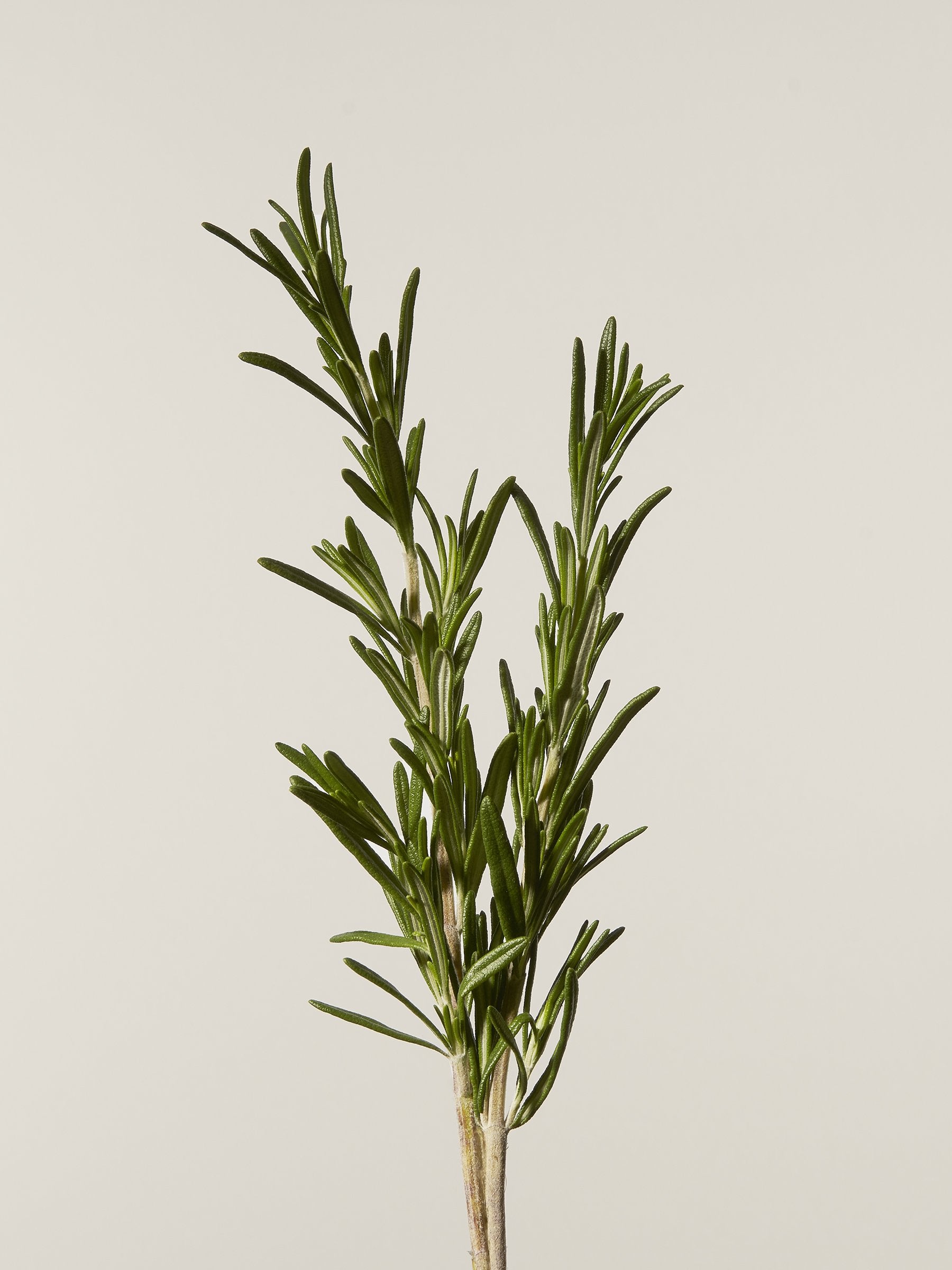 Rosemary