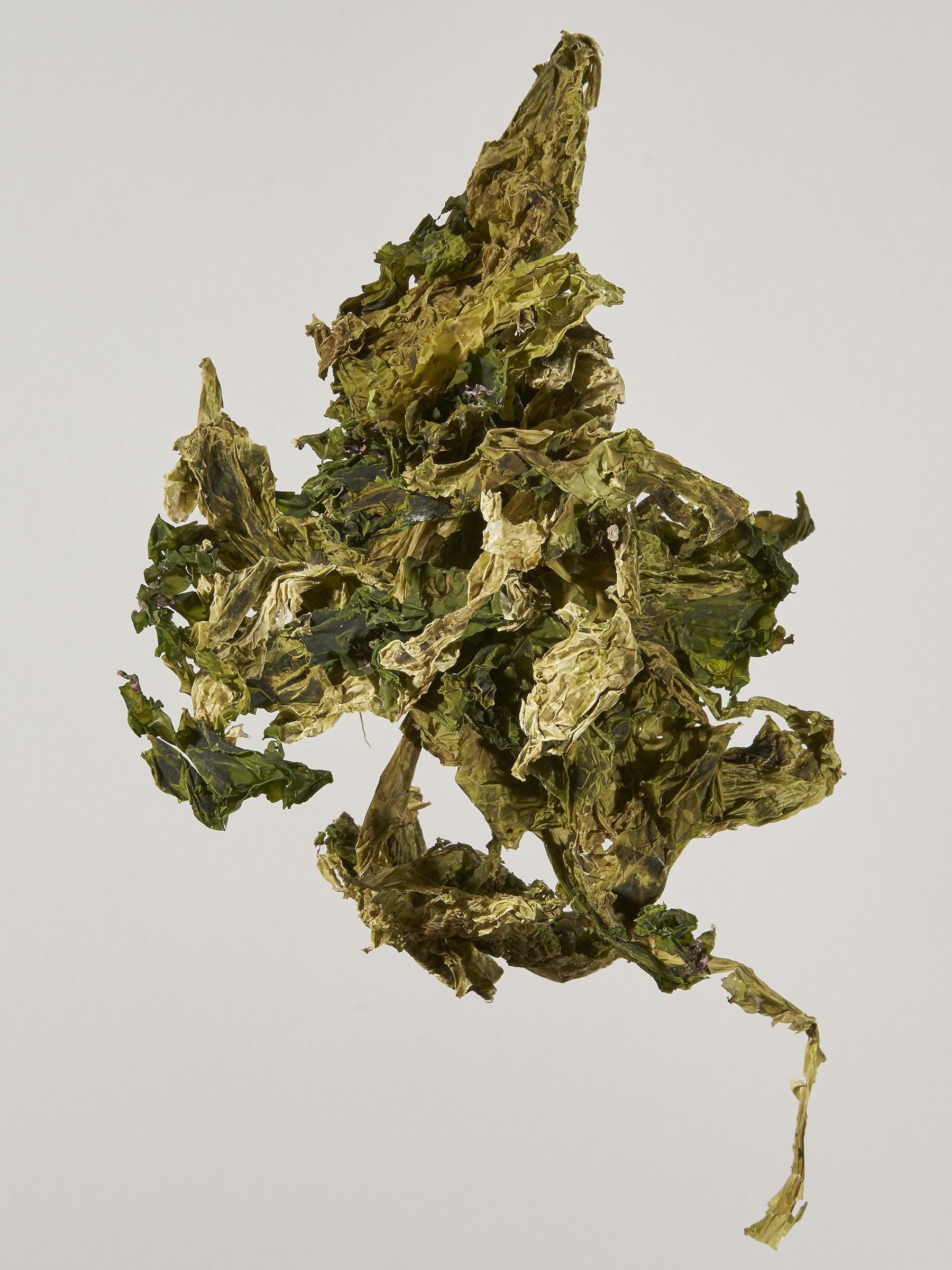Sea Lettuce