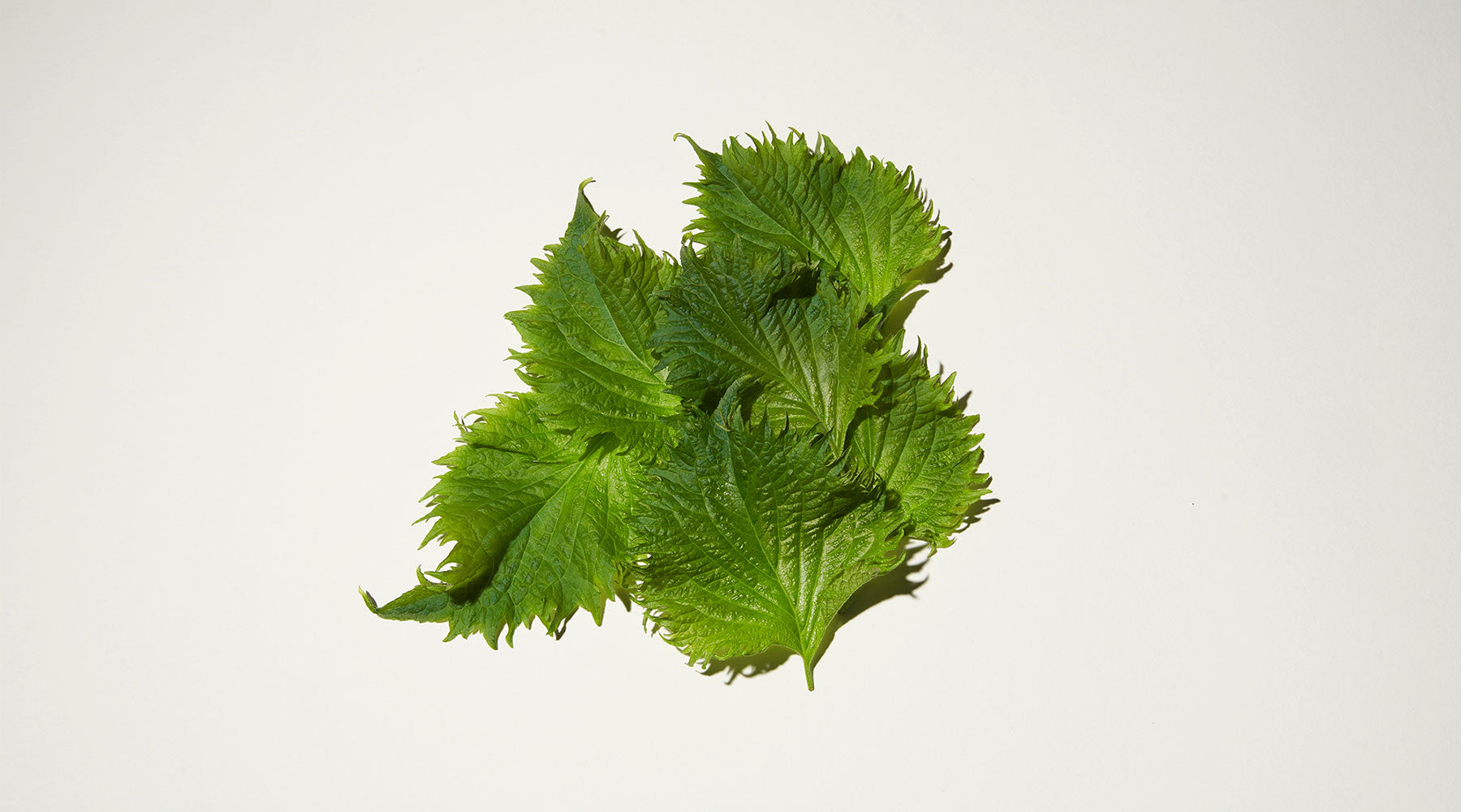 Shiso